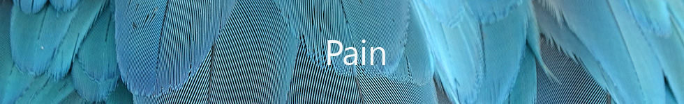 pain